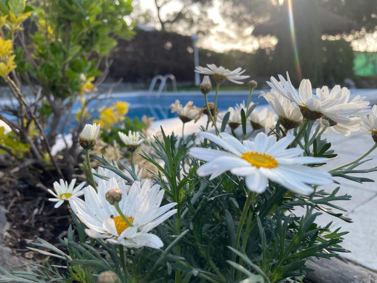 Villa Herlinda Costa Brava - With Swiming Pool Massanet De La Selva Zewnętrze zdjęcie